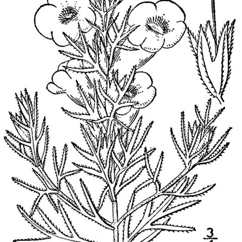 Agalinis densiflora unspecified picture