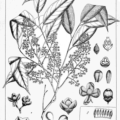 Aglaia lawii unspecified picture