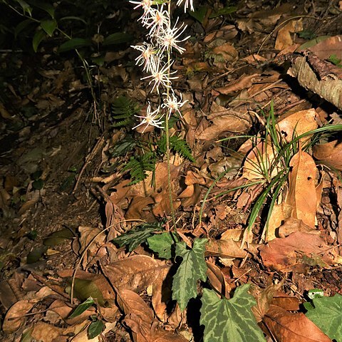 Ainsliaea cordifolia unspecified picture