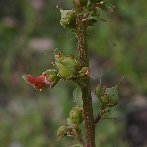 Scrophularia rubricaulis unspecified picture