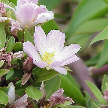 Pereskia unspecified picture