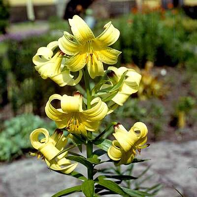 Lilium kesselringianum unspecified picture