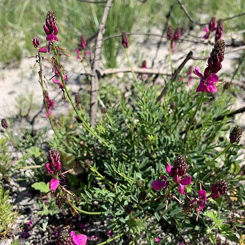 Indigofera capillaris unspecified picture