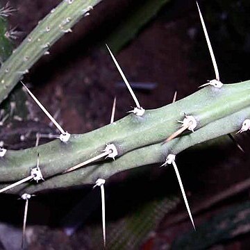 Harrisia regelii unspecified picture