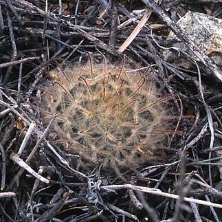 Mammillaria pennispinosa unspecified picture