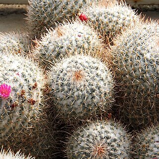 Mammillaria geminispina unspecified picture