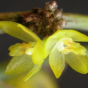 Octomeria rodeiensis unspecified picture