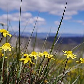 Crocidium unspecified picture