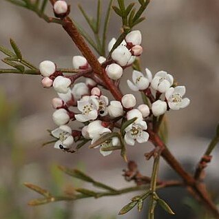 Boronia occidentalis unspecified picture