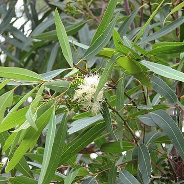 Eucalyptus curtisii unspecified picture