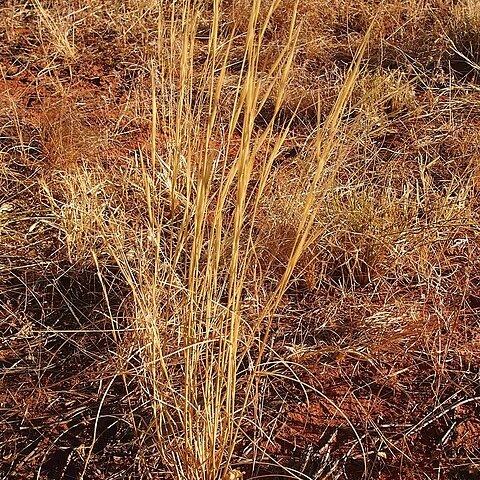 Aristida hygrometrica unspecified picture