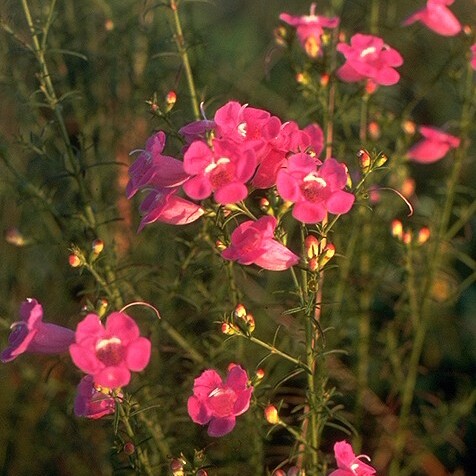 Agalinis fasciculata unspecified picture