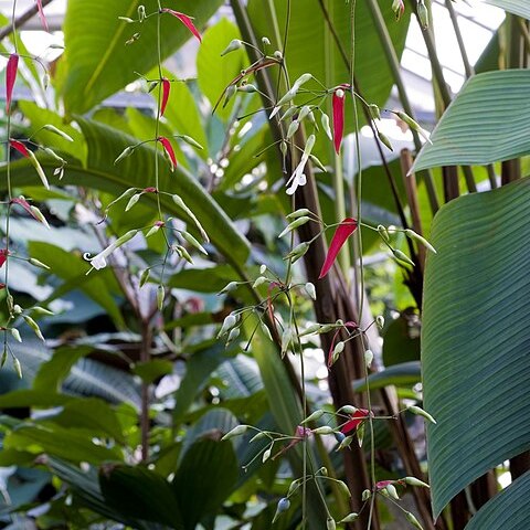 Aechmea filicaulis unspecified picture