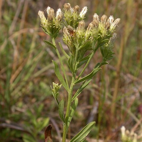 Sericocarpus unspecified picture
