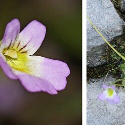 Pinguicula crystallina unspecified picture
