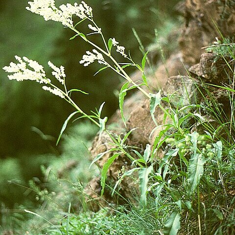 Persicaria alpina unspecified picture