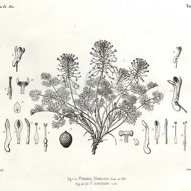 Rupicapnos unspecified picture