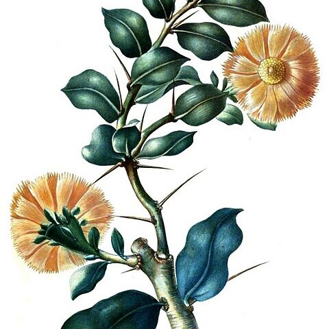 Leuenbergeria lychnidiflora unspecified picture