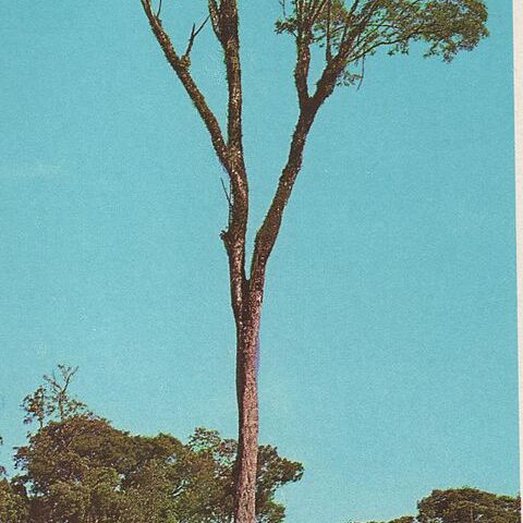 Parapiptadenia rigida unspecified picture