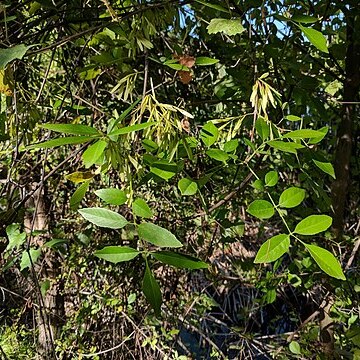 Fraxinus gooddingii unspecified picture