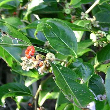 Glochidion ramiflorum unspecified picture