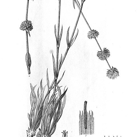 Gomphrena riedelii unspecified picture