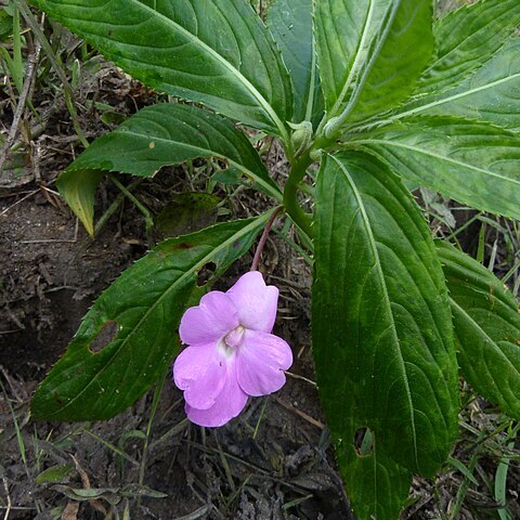 Impatiens irvingii unspecified picture