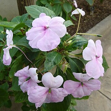 Impatiens gordonii unspecified picture