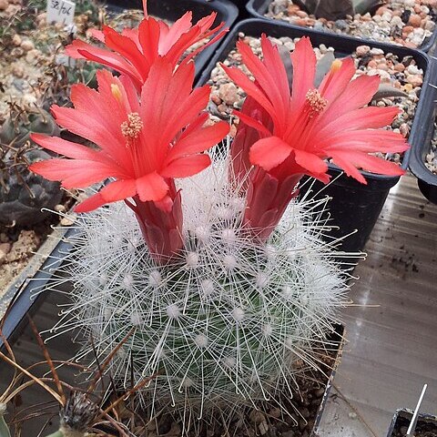 Mammillaria senilis unspecified picture