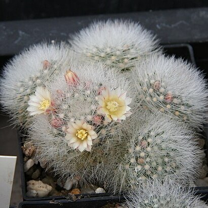 Mammillaria schwarzii unspecified picture