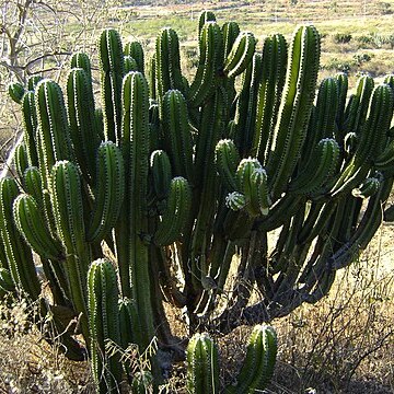 Myrtillocactus schenckii unspecified picture