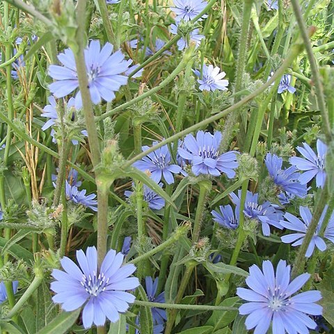 Cichorium unspecified picture