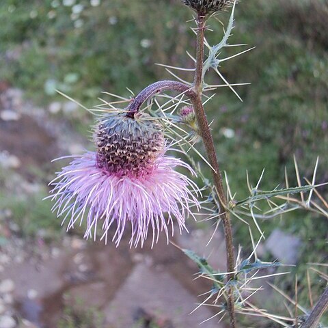 Cirsium wallichii unspecified picture