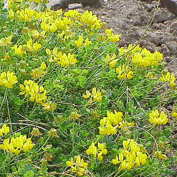 Coronilla unspecified picture