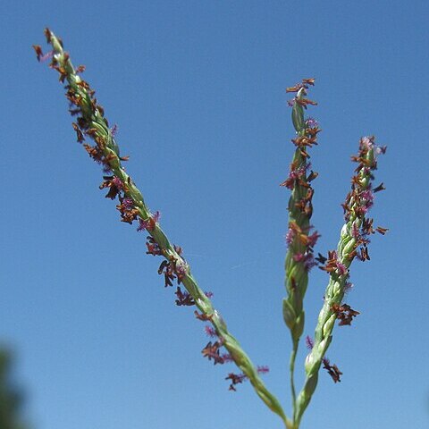 Digitaria didactyla unspecified picture