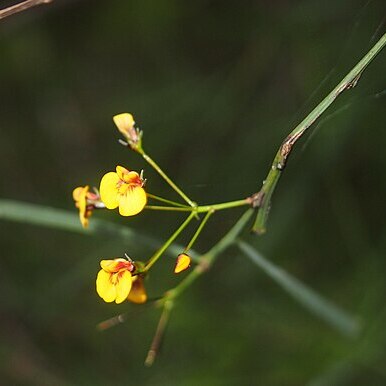 Daviesia wyattiana unspecified picture