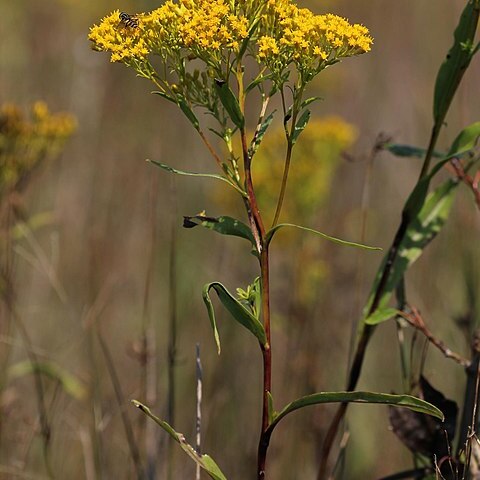 Solidago ohioensis unspecified picture