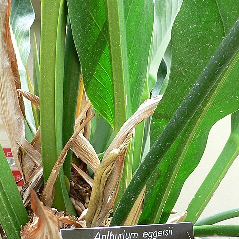 Anthurium eggersii unspecified picture