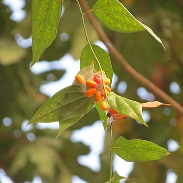 Tiliacora acuminata unspecified picture