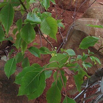 Decalepis arayalpathra unspecified picture