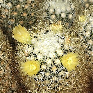 Mammillaria mieheana unspecified picture