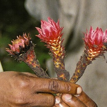 Thonningia unspecified picture