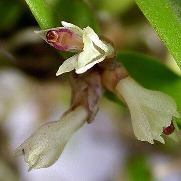 Scaphyglottis sickii unspecified picture