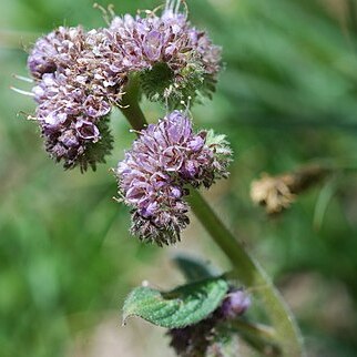 Phacelia mutabilis unspecified picture