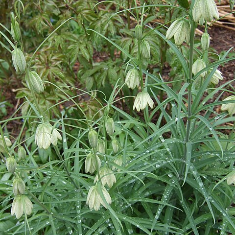 Fritillaria thunbergii unspecified picture