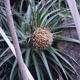 Ochagavia litoralis unspecified picture
