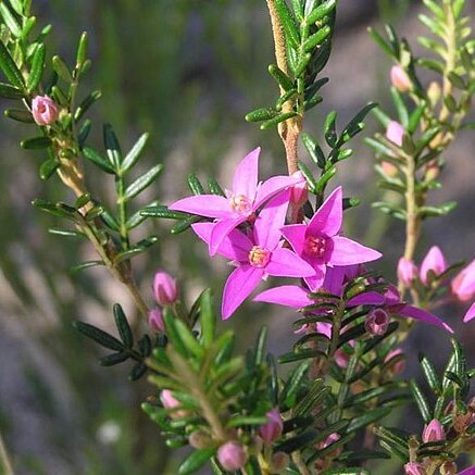 Boronia granitica unspecified picture