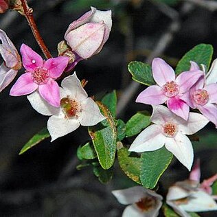 Boronia grimshawii unspecified picture