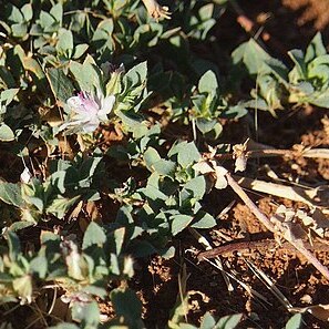 Bergia henshallii unspecified picture