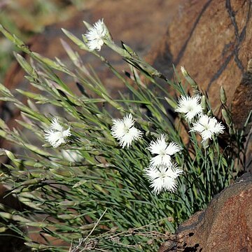 Dianthus acicularis unspecified picture